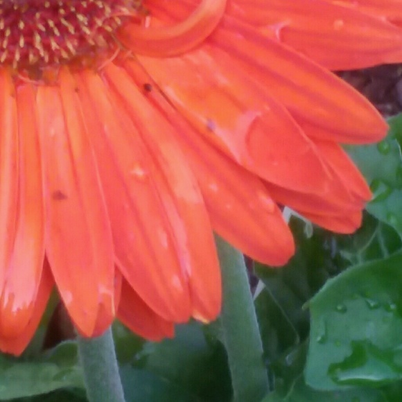 Meet your Posher, Grace - Picture 1 of 1